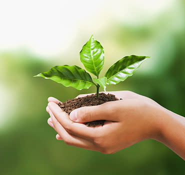 Hands holding young plant on blur green nature background.