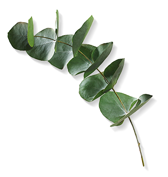 Herbal Essences ingredient picture