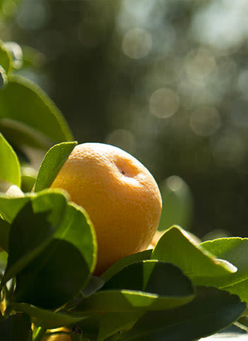Close-up of a cut white grapefruit with green leaves