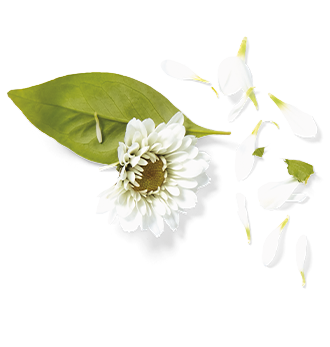 Herbal Essences ingredient picture