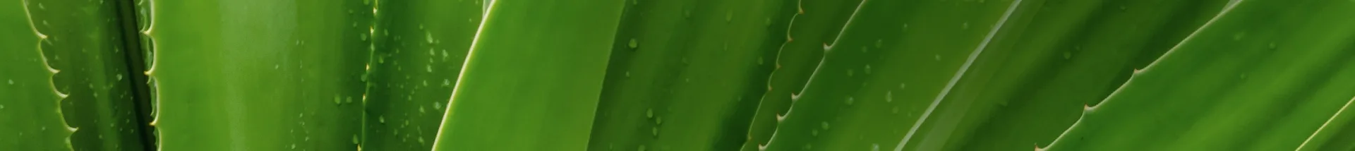 Close-up of Aloe Leaf