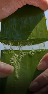 Aloe leaf split in two