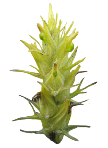 Downy Indian-Paintbrush with vivid colors