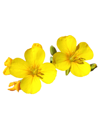 Avery Peak Twinpod yellow flowers