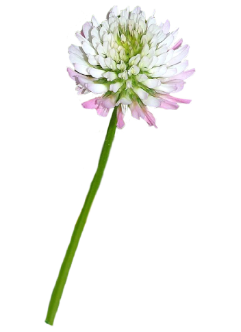  Vibrant pink Douglas Clover 