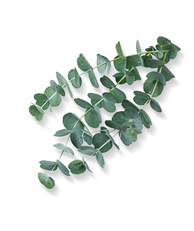 Herbal Essences ingredient picture