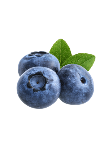 Blue Ridge Huckleberry with black juicy berries 