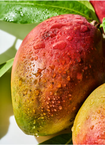A mango with green leaves