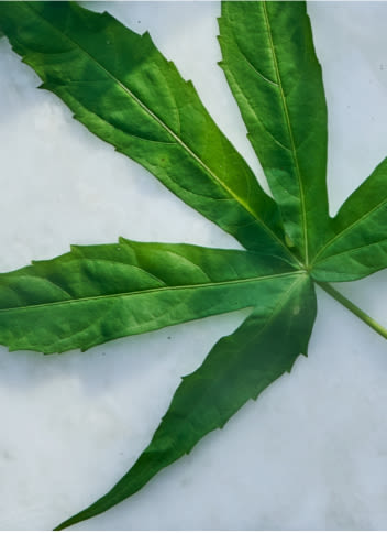 A hemp leaf