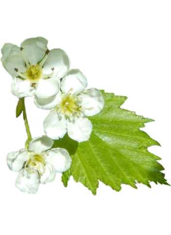 Bicknell’s Hawthorn with white and pink flowers
