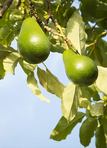 Avocado fruit hanging from a tree
