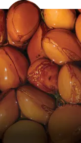 Argan Oil seeds