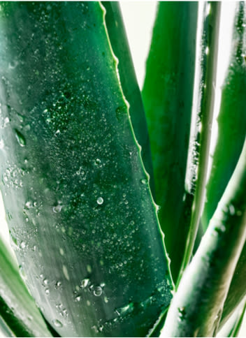 Close-up of Aloe Vera leaves