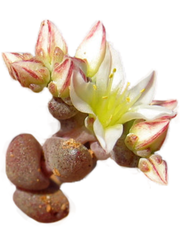 Shortleaf Liveforever small sizes flower