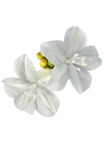 Pineland Clustervine with bloom colors from sky blue to pinkish-lavender