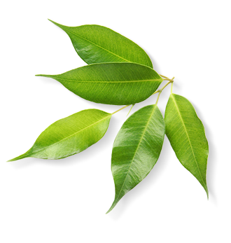 Herbal Essences ingredient picture