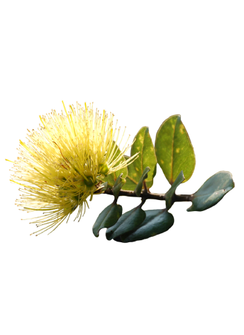 Lehua Mamo known for its color