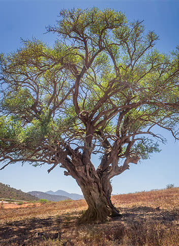 Argan Oil tree