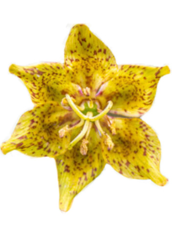 Ojai Fritillary part of the lily family