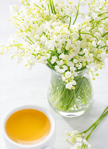 Lily of the valley close up shot