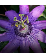 Passion Flower 