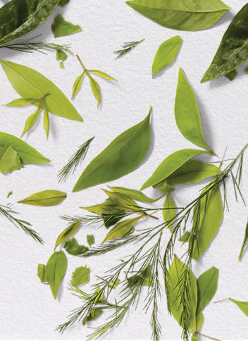 Tea Tree ingredient close up shot