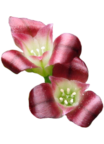 Spanish Needle Onion flower