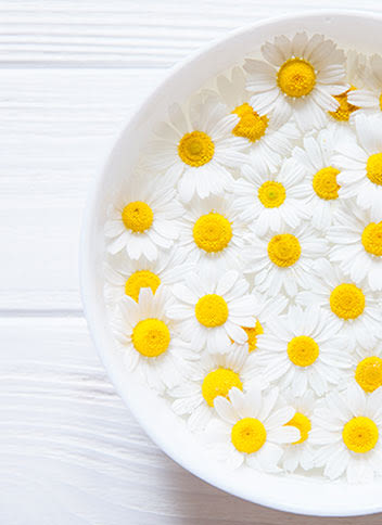 Chamomile close up shot