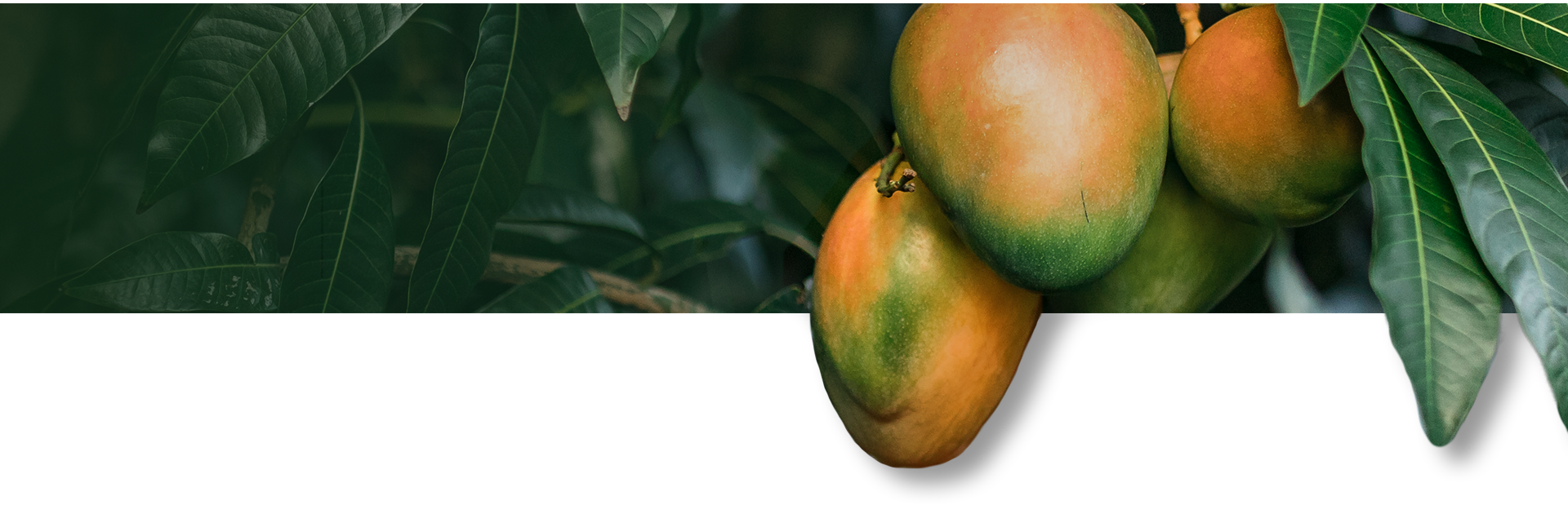 Mango branch with fruit on a leafy background