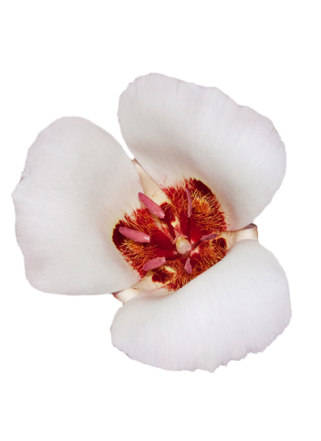 San Luis Obispo Mariposa Lily with petals colorful wings of a butterfly