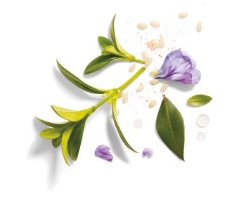 Passion Flower close up shot