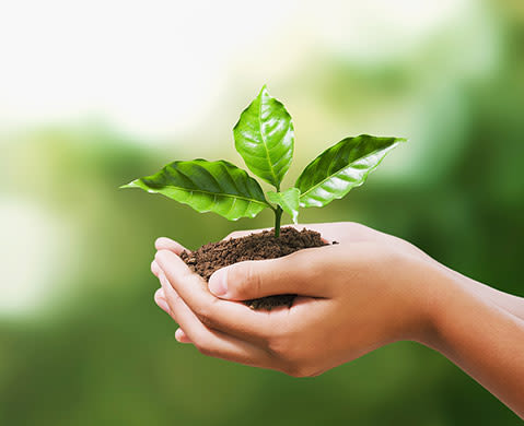 Hands holding young plant on blur green nature background. 