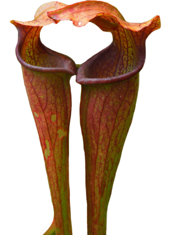 Southern Appalachian Purple Pitcherplant carnivorous plant in North America