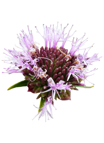 Willowy Monardella with bright purple flowers