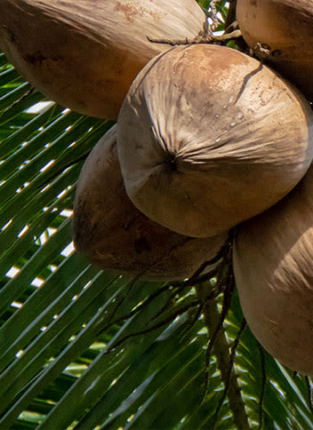 Close up of a closed coconut on a tree
