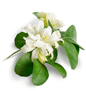 Herbal Essences ingredient picture