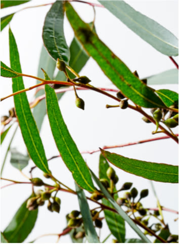 Close-up of Eucalyptus fruits and leaves
