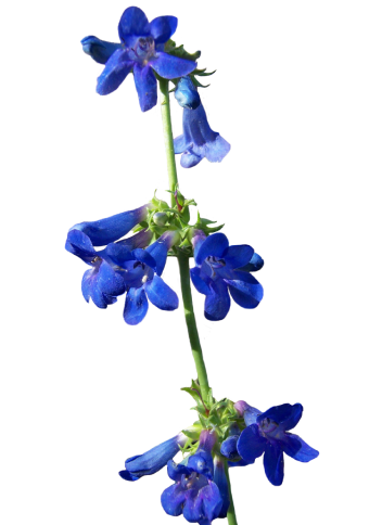 Grand Mesa Beardtongue, with spikes of sky blue