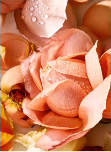 Close-up of rose petals