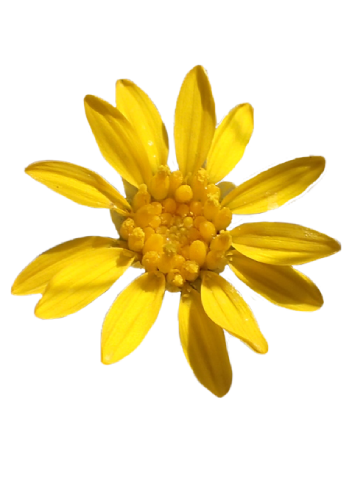 Houston Tanyaster a rare and vibrant member of the daisy family