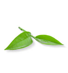 Herbal Essences ingredient picture