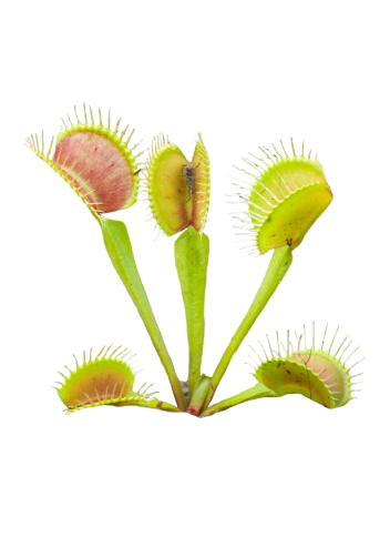 Venus Fly Trap with mouth-like clutches