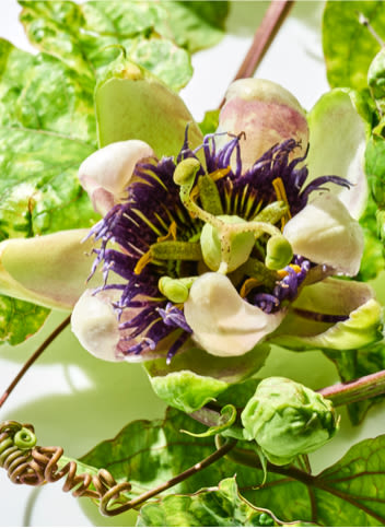 White and purple Passion flowers on a tree
