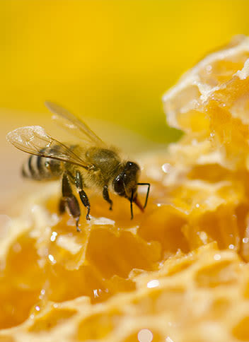 Close-up of a bee on honey