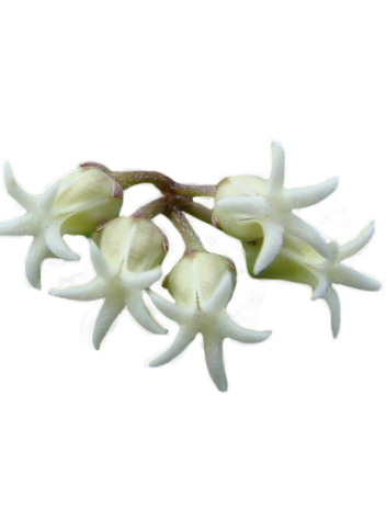 Blodgett’s Swallow-Wort flower