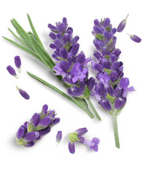 Herbal Essences ingredient picture