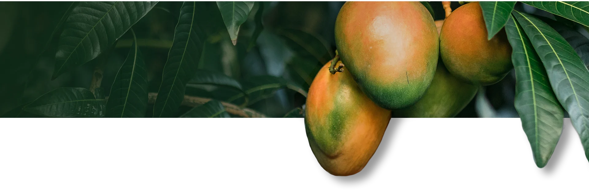 Mango branch with fruit on a leafy background