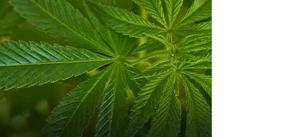Hemp leaves