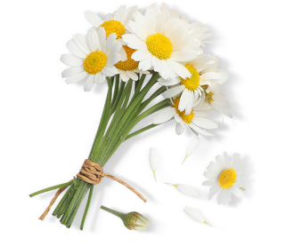 Herbal Essences ingredient picture