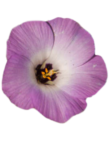 Pioneertown Linanthus with bright pink-purple flowers